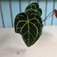 Load image into Gallery viewer, #W1 Anthurium Crystallinum x - Red Petiole