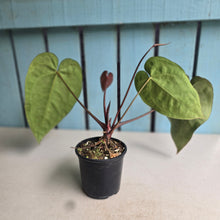 Load image into Gallery viewer, #W1 Anthurium Crystallinum x - Red Petiole
