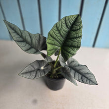 Load image into Gallery viewer, #W21 Alocasia Nebula Elaine