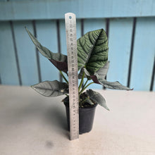 Load image into Gallery viewer, #W21 Alocasia Nebula Elaine