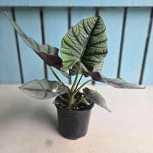 Load image into Gallery viewer, #W21 Alocasia Nebula Elaine