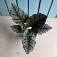 Load image into Gallery viewer, #W21 Alocasia Nebula Elaine