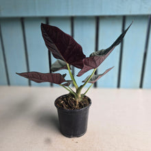 Load image into Gallery viewer, #W21 Alocasia Nebula Elaine