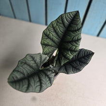 Load image into Gallery viewer, #W15 Alocasia Nebula Elaine