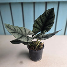 Load image into Gallery viewer, #W15 Alocasia Nebula Elaine
