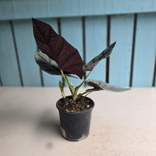 Load image into Gallery viewer, #W15 Alocasia Nebula Elaine