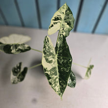 Load image into Gallery viewer, #W3 Alocasia Frydek
