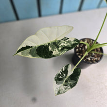 Load image into Gallery viewer, #W3 Alocasia Frydek