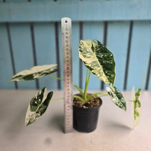 Load image into Gallery viewer, #W3 Alocasia Frydek