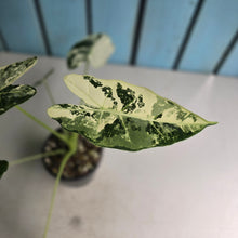 Load image into Gallery viewer, #W3 Alocasia Frydek