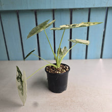 Load image into Gallery viewer, #W3 Alocasia Frydek