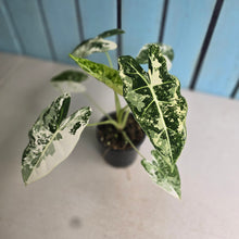 Load image into Gallery viewer, #W27 Alocasia Frydek