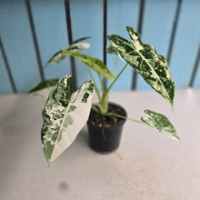 Load image into Gallery viewer, #W27 Alocasia Frydek
