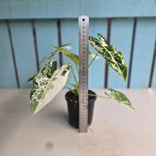 Load image into Gallery viewer, #W27 Alocasia Frydek