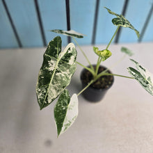 Load image into Gallery viewer, #W27 Alocasia Frydek