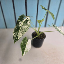 Load image into Gallery viewer, #W27 Alocasia Frydek