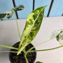 Load image into Gallery viewer, #W27 Alocasia Frydek