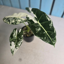 Load image into Gallery viewer, #N25 Alocasia Frydek