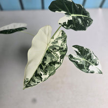 Load image into Gallery viewer, #N25 Alocasia Frydek