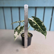 Load image into Gallery viewer, #N25 Alocasia Frydek