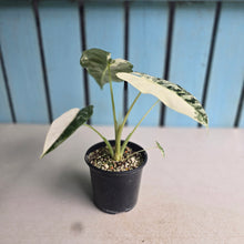 Load image into Gallery viewer, #N25 Alocasia Frydek