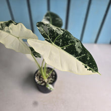 Load image into Gallery viewer, #H346 Alocasia Frydek