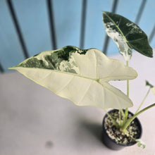 Load image into Gallery viewer, #H346 Alocasia Frydek