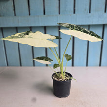 Load image into Gallery viewer, #H346 Alocasia Frydek
