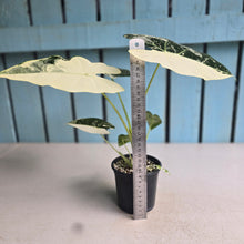 Load image into Gallery viewer, #H346 Alocasia Frydek