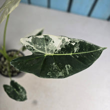 Load image into Gallery viewer, #H346 Alocasia Frydek