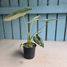 Load image into Gallery viewer, #H346 Alocasia Frydek