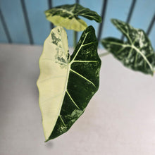 Load image into Gallery viewer, #W19 Alocasia Frydek