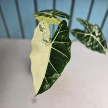 Load image into Gallery viewer, #W19 Alocasia Frydek
