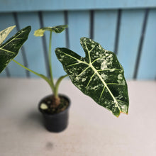 Load image into Gallery viewer, #W19 Alocasia Frydek