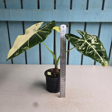 Load image into Gallery viewer, #W19 Alocasia Frydek