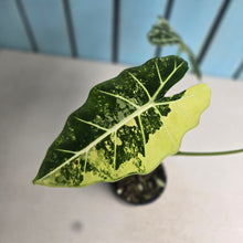 Load image into Gallery viewer, #W19 Alocasia Frydek