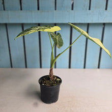 Load image into Gallery viewer, #W19 Alocasia Frydek