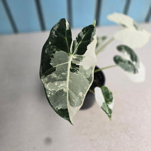 Load image into Gallery viewer, #W4 Alocasia Frydek