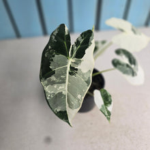 Load image into Gallery viewer, #W4 Alocasia Frydek