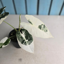 Load image into Gallery viewer, #W4 Alocasia Frydek
