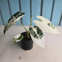 Load image into Gallery viewer, #W4 Alocasia Frydek