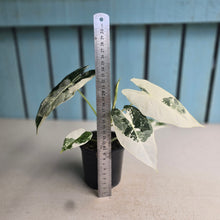 Load image into Gallery viewer, #W4 Alocasia Frydek