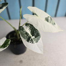 Load image into Gallery viewer, #W4 Alocasia Frydek