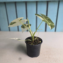 Load image into Gallery viewer, #W4 Alocasia Frydek
