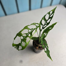 Load image into Gallery viewer, #99 Monstera Obliqua