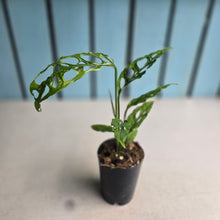Load image into Gallery viewer, #99 Monstera Obliqua