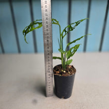 Load image into Gallery viewer, #99 Monstera Obliqua