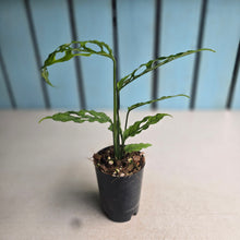 Load image into Gallery viewer, #99 Monstera Obliqua