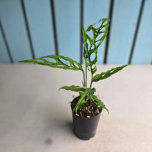 Load image into Gallery viewer, #H38 Monstera Obliqua
