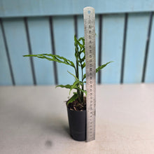 Load image into Gallery viewer, #H38 Monstera Obliqua